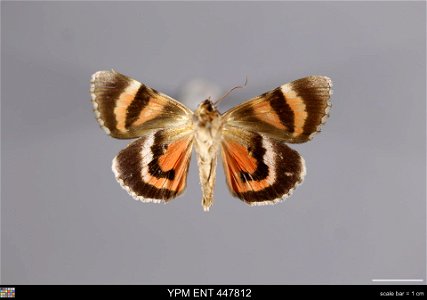 Yale Peabody Museum, Entomology Division
Catalog #: YPM ENT 447812
Taxon: Catocala violenta Hy. Edw. (ventral)
Family: Erebidae
Taxon Remarks: Animals and Plants: Invertebrates - Insects
Collector: Sa