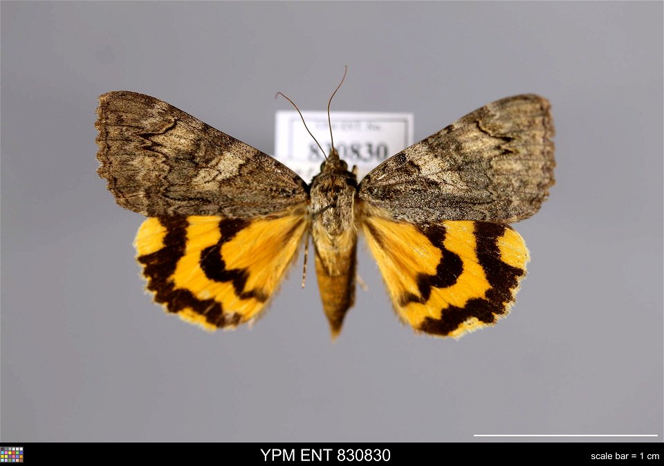 Yale Peabody Museum, Entomology Division Catalog #: YPM ENT 830830 Taxon: Catocala helena Eversmann (dorsal) Family: Erebidae Taxon Remarks: Animals and Plants: Invertebrates - Insects Collector: S. S photo
