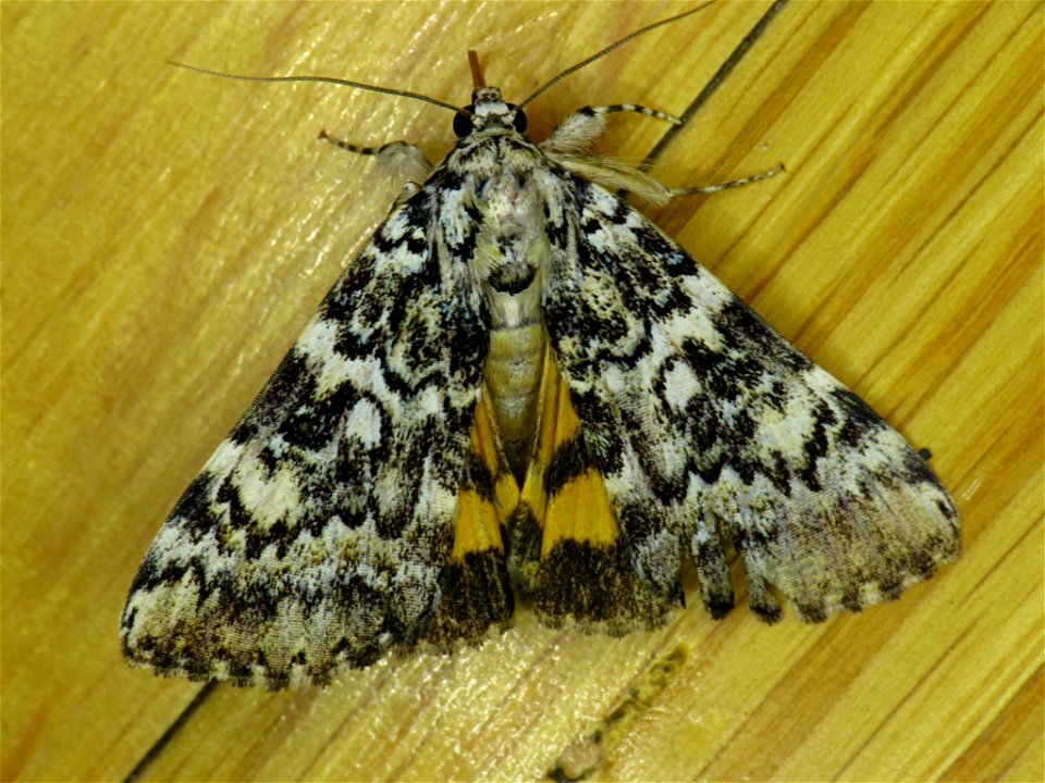 Connubial Underwing (Catocala connubialis) photo