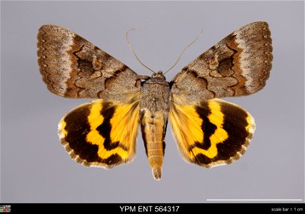 Yale Peabody Museum, Entomology Division Catalog #: YPM ENT 564317 Taxon: Catocala consors (J. E. Sm.) (dorsal) Family: Erebidae Taxon Remarks: Animals and Plants: Invertebrates - Insects Collector: R photo