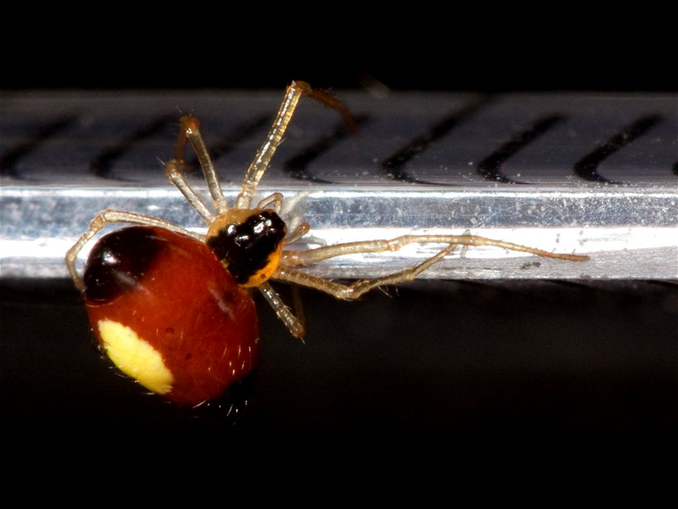 Theridula emertoni spider on a millimeter ruler found in Shelby Park in Nashville, Tennessee. Body length: approximately 2.2 mm.