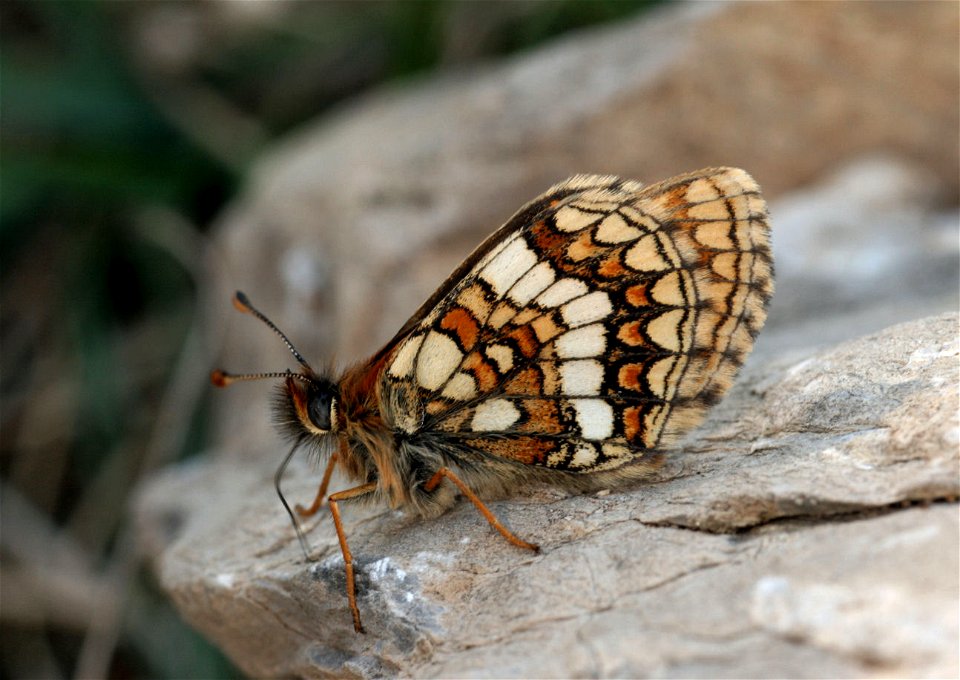 Photo de Mellicta varia vue du dessous
