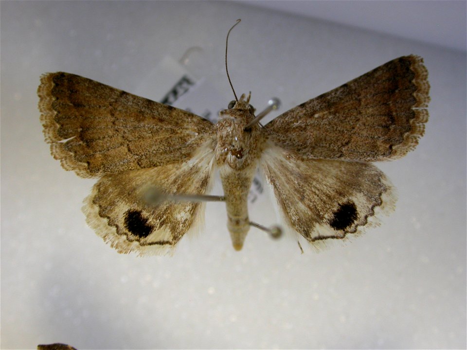 RZ249 Anumeta  atrosignata