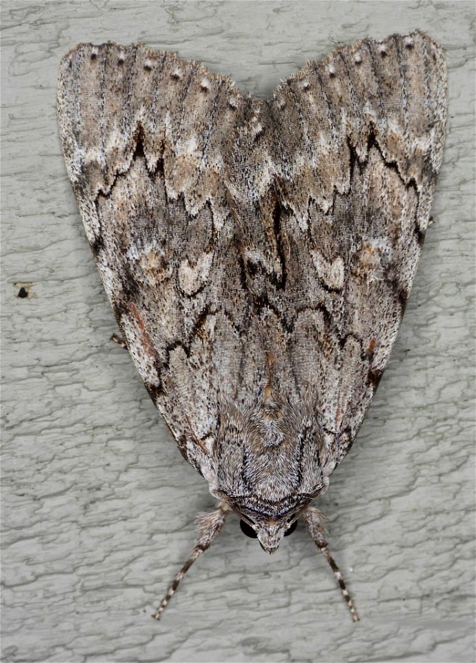 Habilis Underwing (Catocala habilis) photo