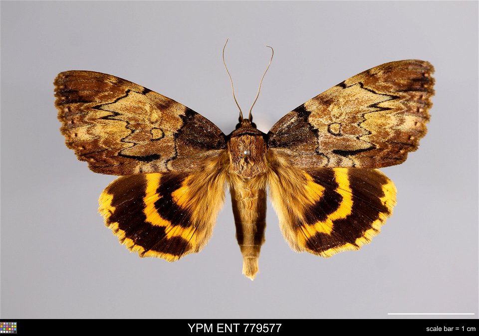 Yale Peabody Museum, Entomology Division Catalog #: YPM ENT 779577 Taxon: Catocala nebulosa Hy. Edw. (dorsal) Family: Erebidae Taxon Remarks: Animals and Plants: Invertebrates - Insects Collector: Arn photo