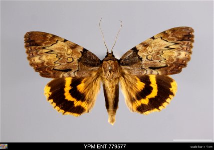 Yale Peabody Museum, Entomology Division
Catalog #: YPM ENT 779577
Taxon: Catocala nebulosa Hy. Edw. (dorsal)
Family: Erebidae
Taxon Remarks: Animals and Plants: Invertebrates - Insects
Collector: Arn