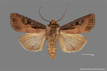Arizona State University Hasbrouck Insect Collection Catalog #: ASUHIC0115004 Taxon: Agrotis volubilis fumipennis McDunnough, 1932 Family: Noctuidae Determiner: R. Leuschner (1991) Collector: Ronald S photo