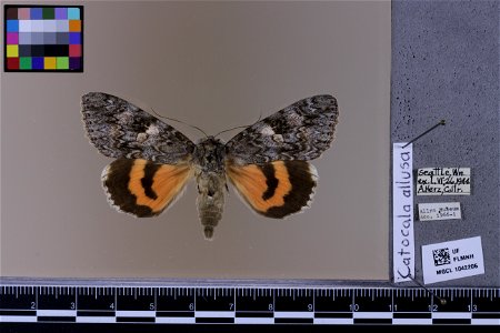 Florida Museum of Natural History, McGuire Center for Lepidoptera and Biodiversity
Catalog #: MGCL_1042206
Taxon: Catocala allusa Hulst (dorsal)
Family: Erebidae
Collector:

Locality: United States, W