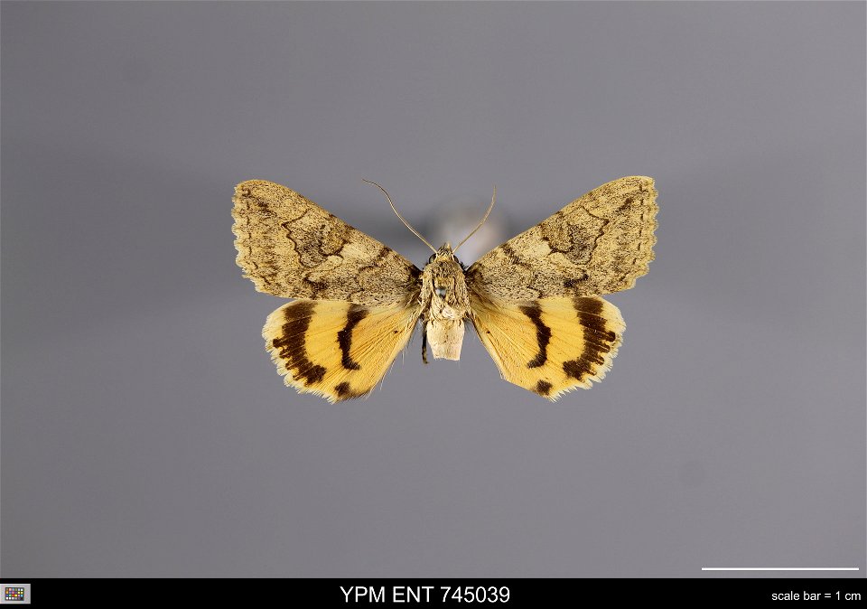 Yale Peabody Museum, Entomology Division Catalog #: YPM ENT 745039 Taxon: Catocala neglecta Stgr. (dorsal) Family: Erebidae Taxon Remarks: Animals and Plants: Invertebrates - Insects Individual Count: photo