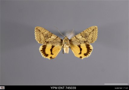 Yale Peabody Museum, Entomology Division
Catalog #: YPM ENT 745039
Taxon: Catocala neglecta Stgr. (dorsal)
Family: Erebidae
Taxon Remarks: Animals and Plants: Invertebrates - Insects
Individual Count: