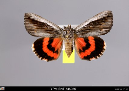 Yale Peabody Museum, Entomology Division
Catalog #: YPM ENT 745055
Taxon: Catocala herodias Strecker (dorsal)
Family: Erebidae
Taxon Remarks: Animals and Plants: Invertebrates - Insects
Collector: Law