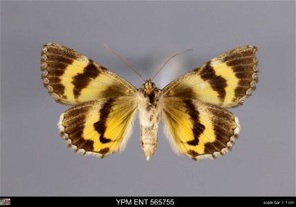 Yale Peabody Museum, Entomology Division Catalog #: YPM ENT 565755 Taxon: Catocala mcdunnoughi Brower (ventral) Family: Erebidae Taxon Remarks: Animals and Plants: Invertebrates - Insects Collector: C photo