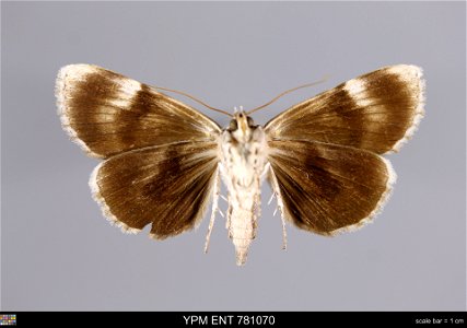 Yale Peabody Museum, Entomology Division Catalog #: YPM ENT 781070 Taxon: Catocala orba Kusnezov (ventral) Family: Erebidae Taxon Remarks: Animals and Plants: Invertebrates - Insects Collector: Howard photo