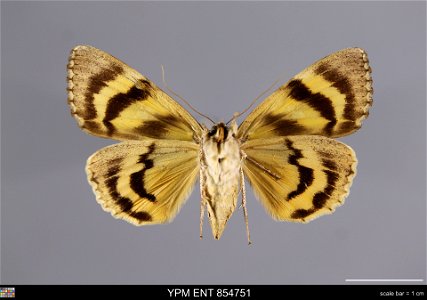 Yale Peabody Museum, Entomology Division Catalog #: YPM ENT 854751 Taxon: Catocala subnata Grote (ventral) Family: Erebidae Taxon Remarks: Animals and Plants: Invertebrates - Insects Collector: Lawren photo