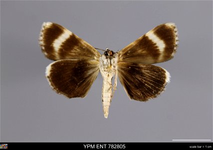 Yale Peabody Museum, Entomology Division
Catalog #: YPM ENT 782805
Taxon: Catocala andromedae (Guenee) (ventral)
Family: Erebidae
Taxon Remarks: Animals and Plants: Invertebrates - Insects
Collector: 