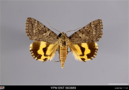 Yale Peabody Museum, Entomology Division Catalog #: YPM ENT 563889 Taxon: Catocala chelidonia Grote (dorsal) Family: Erebidae Taxon Remarks: Animals and Plants: Invertebrates - Insects Collector: Rona photo