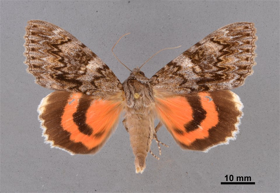 Mississippi Entomological Museum
Catalog #: MEM 368587
Taxon: Catocala faustina Strecker, 1873
Family: Erebidae
Determiner: Gall, L. (2014)
Collector: Taylor
Date: 1989-09-20
Verbatim Date: 20/Sep/198