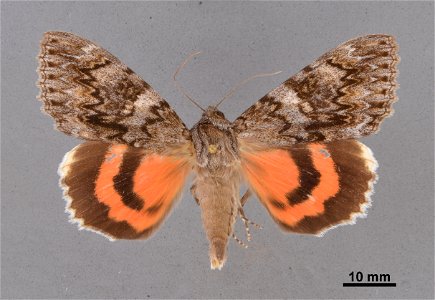 Mississippi Entomological Museum
Catalog #: MEM 368587
Taxon: Catocala faustina Strecker, 1873
Family: Erebidae
Determiner: Gall, L. (2014)
Collector: Taylor
Date: 1989-09-20
Verbatim Date: 20/Sep/198