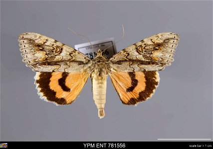 Yale Peabody Museum, Entomology Division
Catalog #: YPM ENT 781556
Taxon: Catocala faustina Strecker
Family: Erebidae
Taxon Remarks: Animals and Plants: Invertebrates - Insects
Collector: Thomas F. Sp