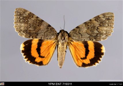 Yale Peabody Museum, Entomology Division Catalog #: YPM ENT 719311 Taxon: Catocala texanae French Family: Erebidae Taxon Remarks: Animals and Plants: Invertebrates - Insects Locality: United States, T photo