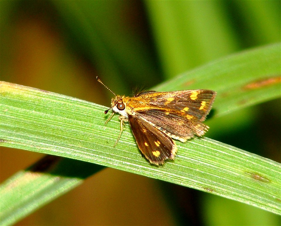 Tamil Grass Dart_Taractrocera ceramas photo