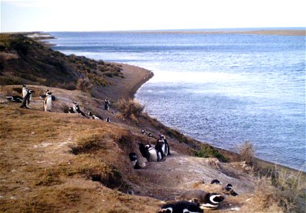 Pingüinera frente a la caleta Valdés en la península del mismo nombre, Chubut, Argentina photo