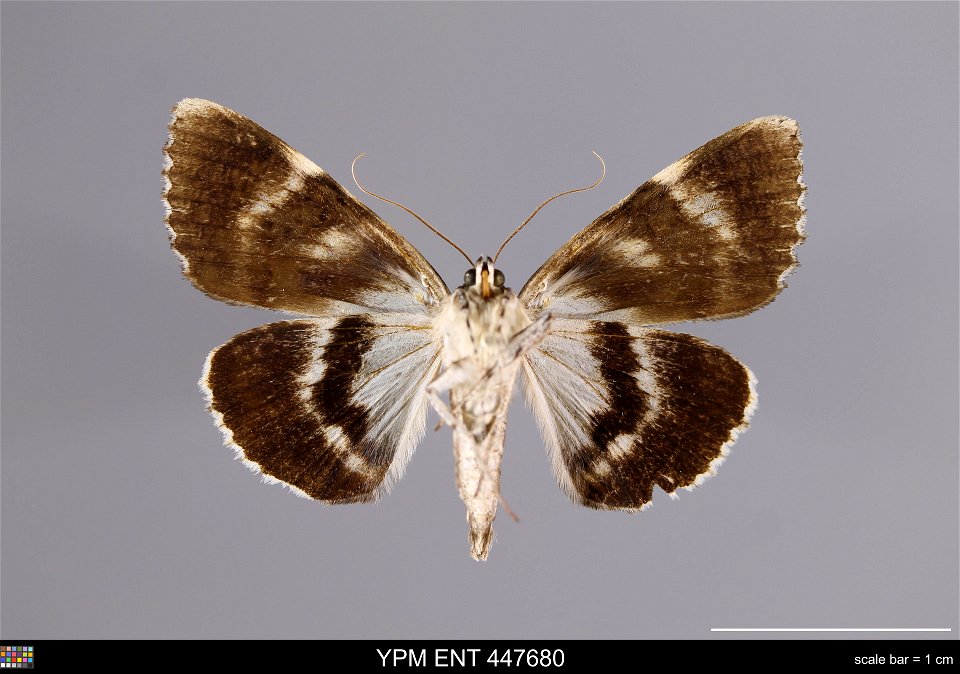 Yale Peabody Museum, Entomology Division
Catalog #: YPM ENT 447680
Taxon: Catocala flebilis Grote (ventral)
Family: Erebidae
Taxon Remarks: Animals and Plants: Invertebrates - Insects
Collector: Lawre