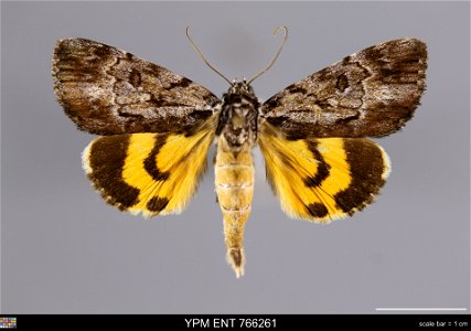 Yale Peabody Museum, Entomology Division
Catalog #: YPM ENT 766261
Taxon: Catocala louiseae Bauer (dorsal)
Family: Erebidae
Taxon Remarks: Animals and Plants: Invertebrates - Insects
Date: 1978-05-27
