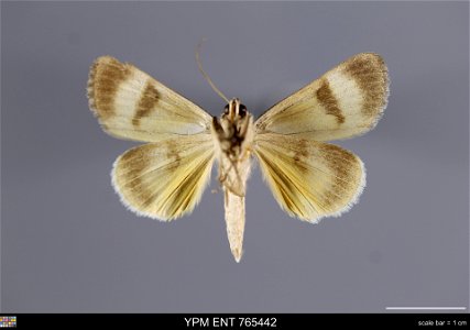 Yale Peabody Museum, Entomology Division
Catalog #: YPM ENT 765442
Taxon: Catocala messalina Guenee (ventral)
Family: Erebidae
Taxon Remarks: Animals and Plants: Invertebrates - Insects
Collector: Law