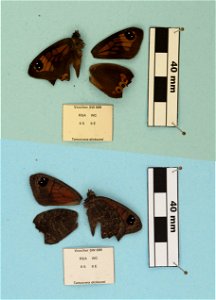 South Africa. Western Cape:, Price et al 2011. Syst Ent, <a href="http://nymphalidae.utu.fi/story.php?code=SW-089" rel="nofollow">nymphalidae.utu.fi/story.php?code=SW-089</a> photo