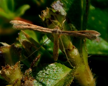 Exelastis pumilio, Dwarf Plume Moth, Florida, US
