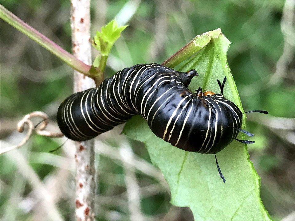 Wilson's Wood-nymph Moth (Xerociris wilsonii). Larva of species of insect. photo