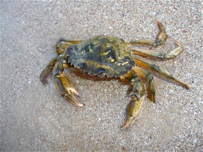 Male Mediterranean green crab Carcinus aestuarii on a night beach. The Black sea. photo