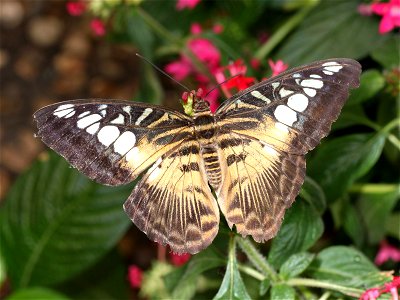 Clipper (Parthenos sylvia) butterfly photographed at the Museum of Natural History's butterfly garden in London. photo