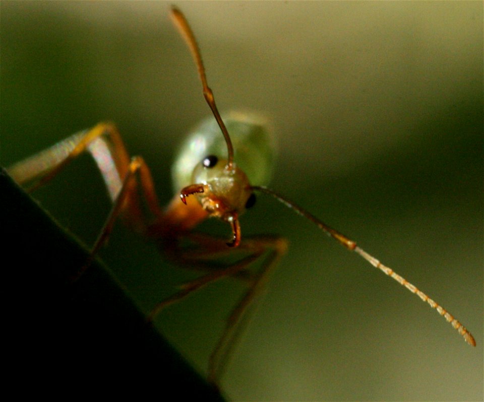 Green Tree Ant on a leaf photo