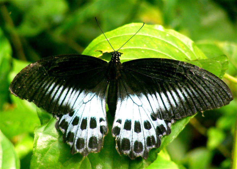 Blue Mormon ( Papilio polymnestor) photo