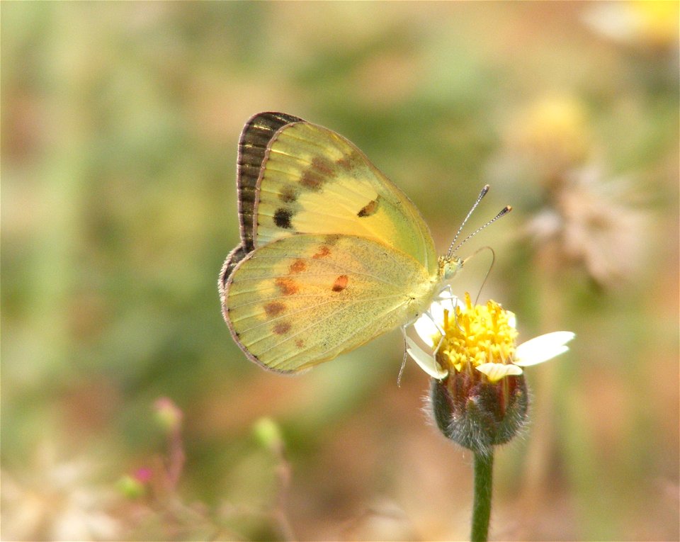 Small Salmon Arab, Colotis amata