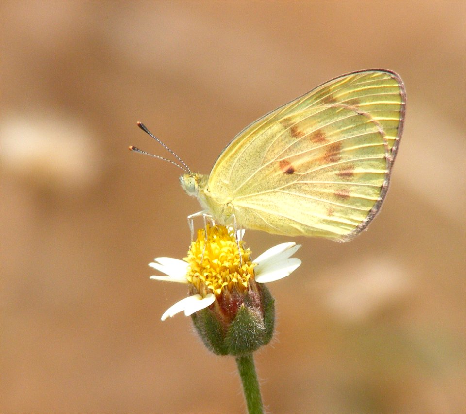Small Salmon Arab, Colotis amata
