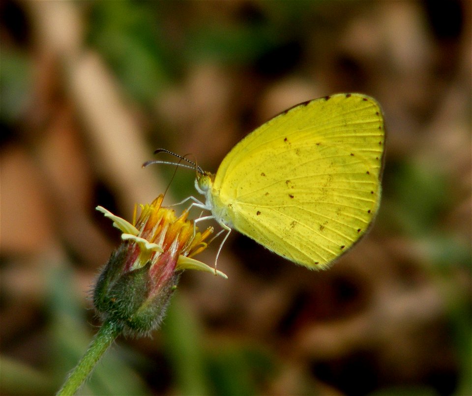 Wet season form photo