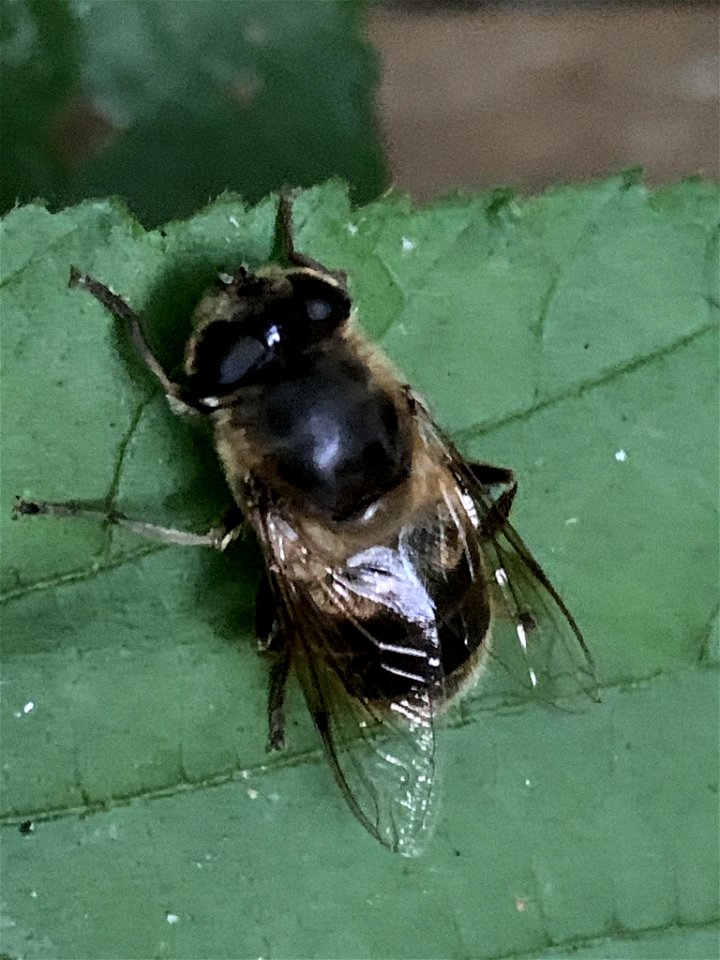 Common Drone Fly (Eristalis tenax)