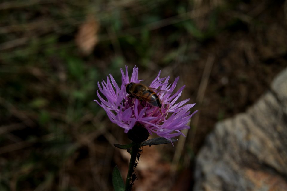 Eristalis tenax Carpathians photo