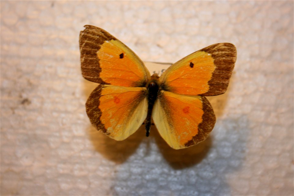 A Orange Sulphur in the Hough collection. Donated by Portage Northern High School. Caught in Bayfield, CO.