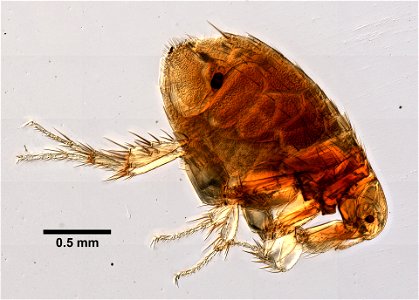 PRESERVED_SPECIMEN; FEMALE; ; microslide; ; IZ number 99363; lot count 1; Microslide 01, balsam, whole mount; female; photo