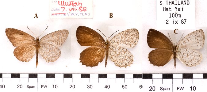 Two species from the sub-genus Allotinus (Paragerydus). Left to Right: A. (P.) horsfieldi, Sumatra, male and female; A. (P.) leogoron, Thailand, female. Alan Cassidy photo. photo
