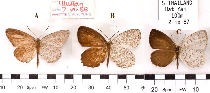 Two species from the sub-genus Allotinus (Paragerydus). Left to Right: A. (P.) horsfieldi, Sumatra, male and female; A. (P.) leogoron, Thailand, female. Alan Cassidy photo.