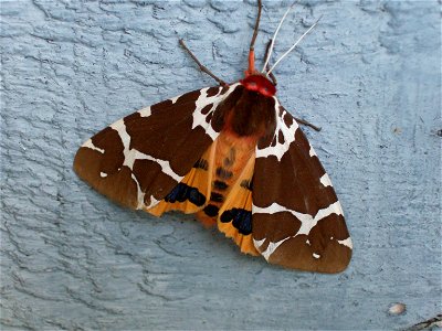 Arctia caja, garden tiger moth, Beauty_from_Bruce_Peninsula,_Ont