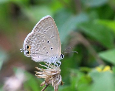 Euchrysops cnejus (Fabricius, 1798) – Gram Blue photo