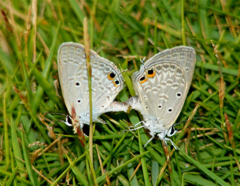 Gram Blue_Euchrysops cnejus