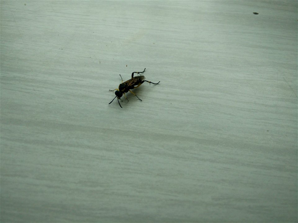 Il s'agit d'un insecte volant, de couleur jaune et noire, avec des antennes noires, et des crochets au niveau de la fixation du dernier segment des pattes. Photo prise en Île-de-France, sur une table.