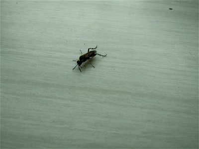 Il s'agit d'un insecte volant, de couleur jaune et noire, avec des antennes noires, et des crochets au niveau de la fixation du dernier segment des pattes. Photo prise en Île-de-France, sur une table. photo